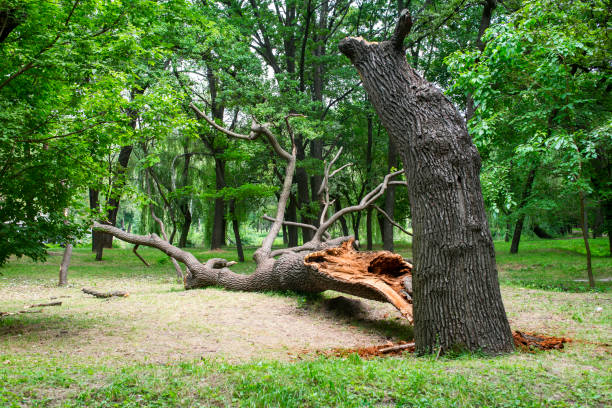 Best Firewood Processing and Delivery  in Gary, IN