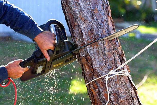 Best Lawn Pest Prevention  in Gary, IN