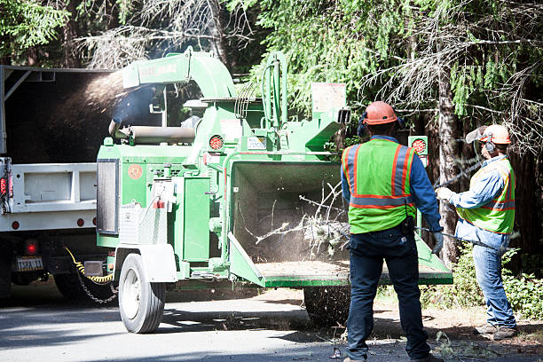 Best Root Management and Removal  in Gary, IN