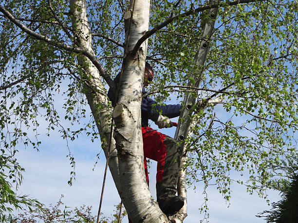 Best Seasonal Cleanup (Spring/Fall)  in Gary, IN